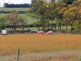 Huge pigs on the farm