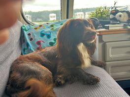 Puppy friendly