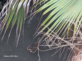 Lago con patos