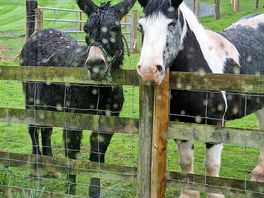 Our regular guests waiting for their feed