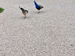 Our 'visitors'
