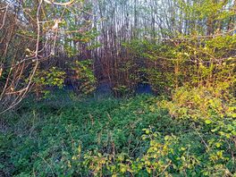 Bluebells nearby
