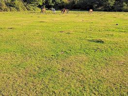 Horses in the sun