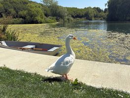 The resident goose 🪿