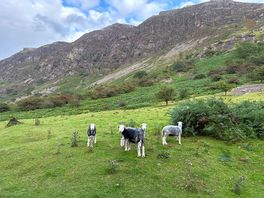Lovely sheep