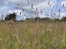 Meadow surroundings