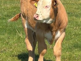 Young calf on site!