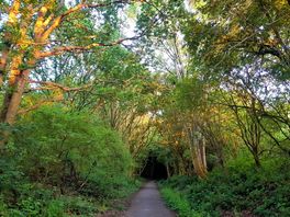 Cuckoo trail