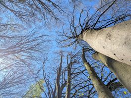 Tall trees
