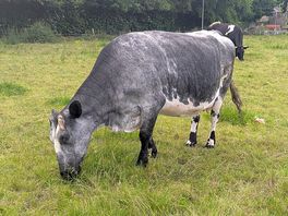 Dairy cow