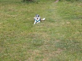 Dog walks on the common