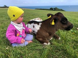 Cute cows