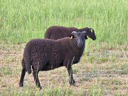 Sheep on the farm