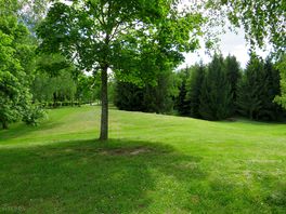 Beautiful pine trees