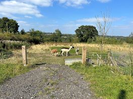 More animals on the farm.