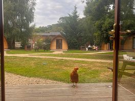 A good morning from the chickens