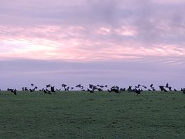 Jackdaws and rooks settle.