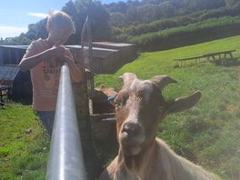 Meeting the goats 🐐