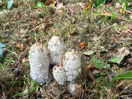 Fungi