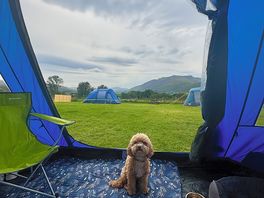 Pup enjoying the tent