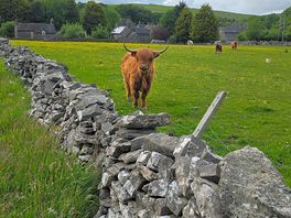 Cow again :)