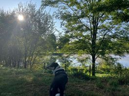 Lake in the morning