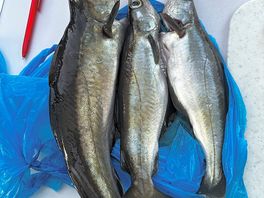 Sea fishing in scarborough look at the size of these cod