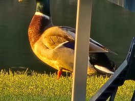 Our little friend for the week. loads of ducks and chickens