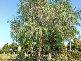 Pepper tree