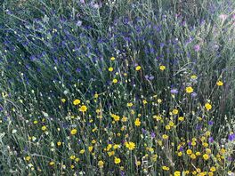 Wild flowers on nearby walks