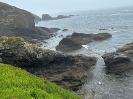 Doing a sea watch from lizard point watching shearwaters
