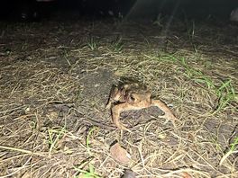 Caravan site wildlife
