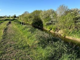 Dog walk by the riverside