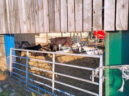 Cows.
