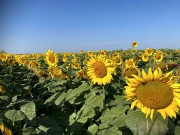 Sunflowers on our bike ride
