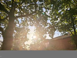 Sun and trees
