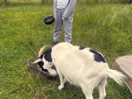 Feeding brandston