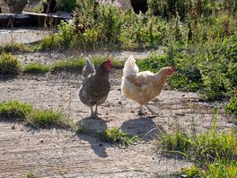 Hens and cockerels on site