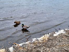 Local ducks.