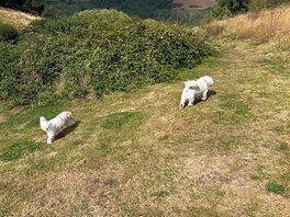Dog friendly field