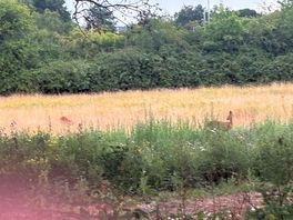 The deer in the field next to the campsite.