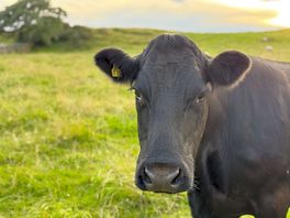 On the farm