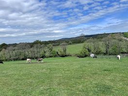 More of the onsite animals