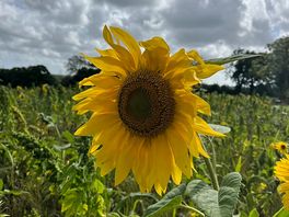 Sunflower fields around the camp site