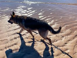 Dogs welcome from oct-april