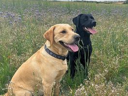 Happy dogs