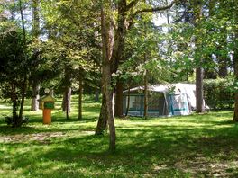 Pitches in the pine grove