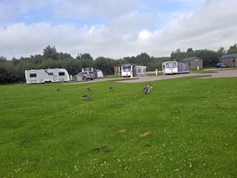Geese