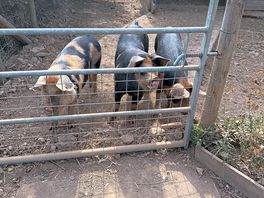 Piggies!