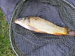 Carp fishing on site